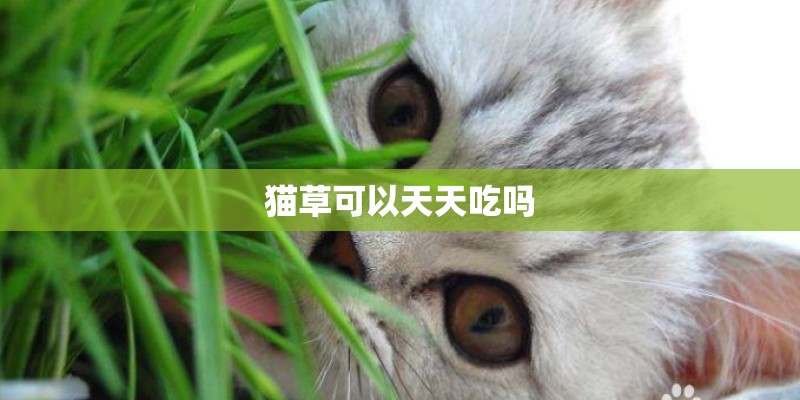 猫草可以天天吃吗 猫草可以天天吃吗