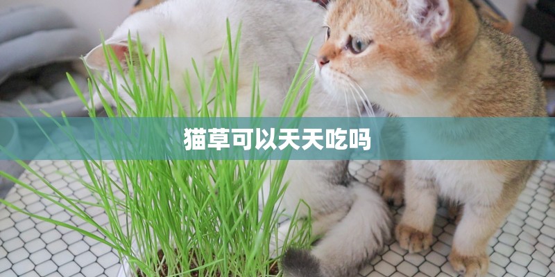 猫草可以天天吃吗 猫草可以天天吃吗