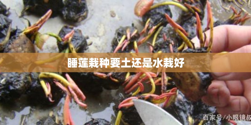 睡莲栽种要土还是水栽好