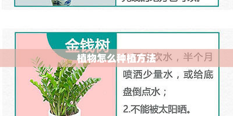 植物怎么种植方法