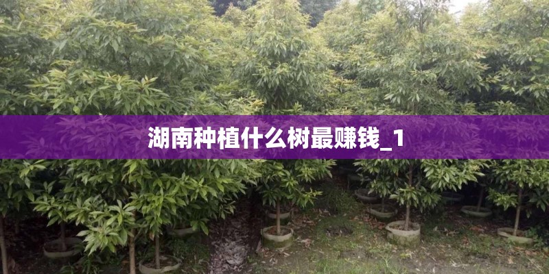 湖南种植什么树最赚钱_1