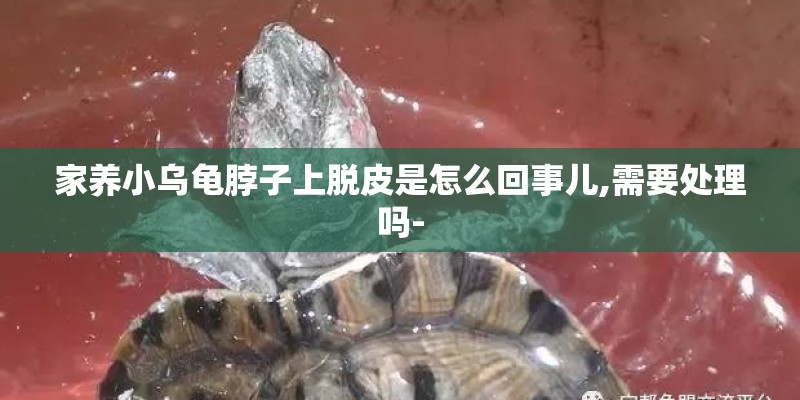 家养小乌龟脖子上脱皮是怎么回事儿,需要处理吗-