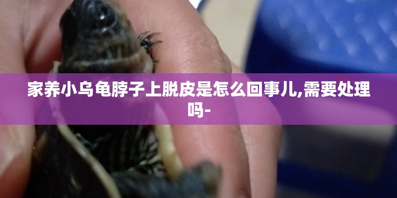 家养小乌龟脖子上脱皮是怎么回事儿,需要处理吗-