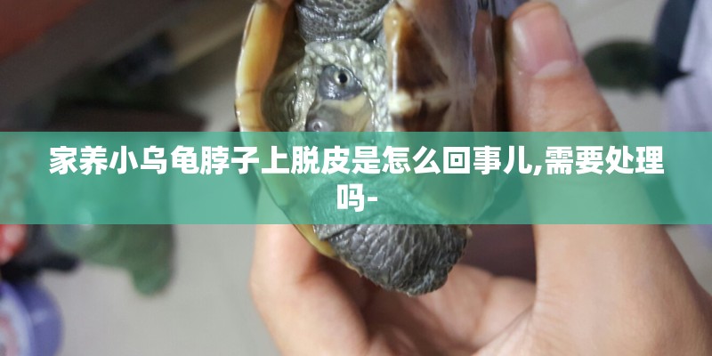 家养小乌龟脖子上脱皮是怎么回事儿,需要处理吗-