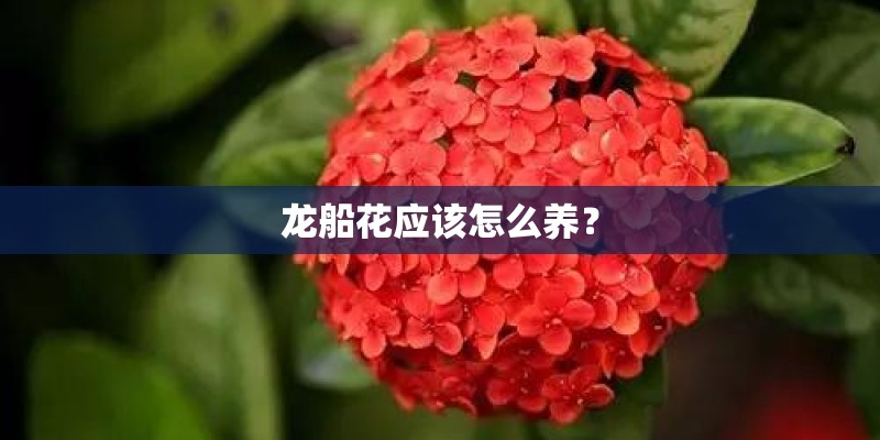 龙船花应该怎么养? 龙船花应该怎么养?
