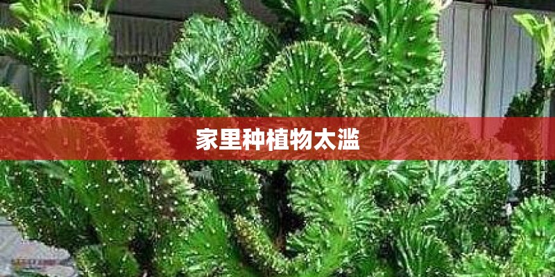 家里种植物太滥