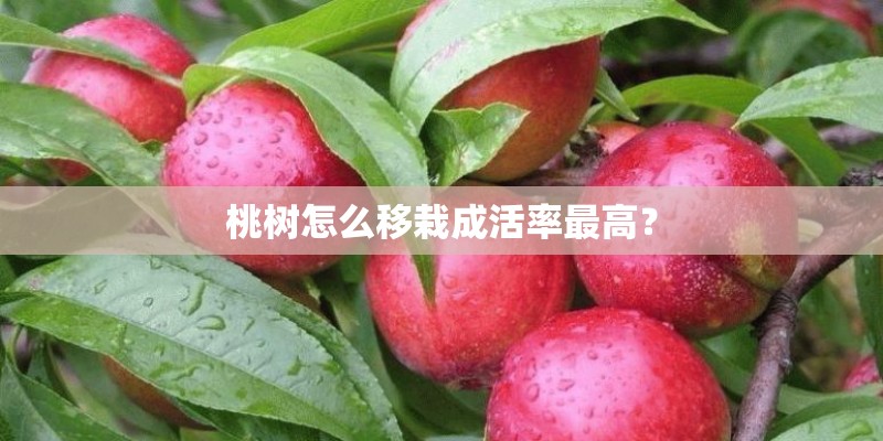 桃树怎么移栽成活率最高？