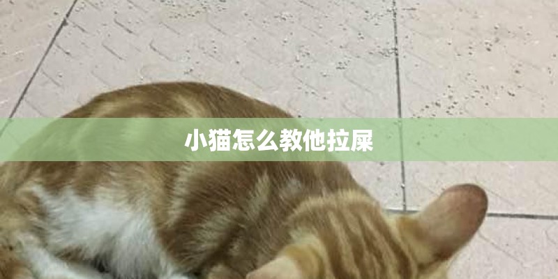 小猫怎么教他拉屎
