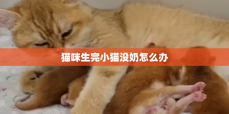 猫咪生完小猫没奶怎么办