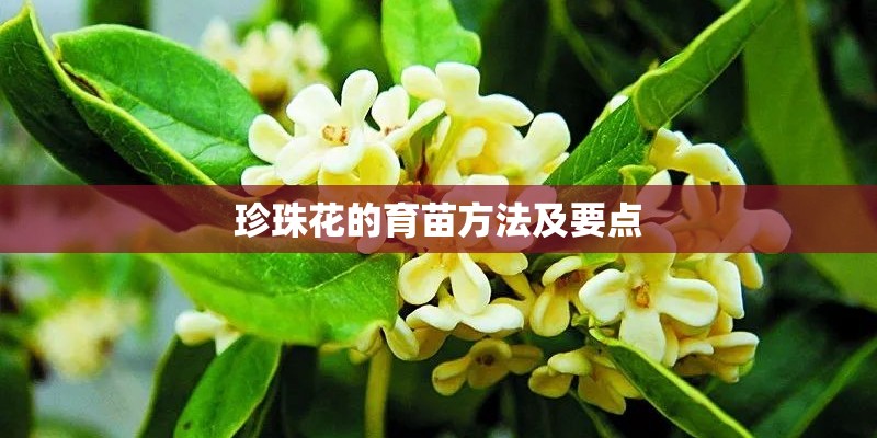 珍珠花的育苗方法及要点