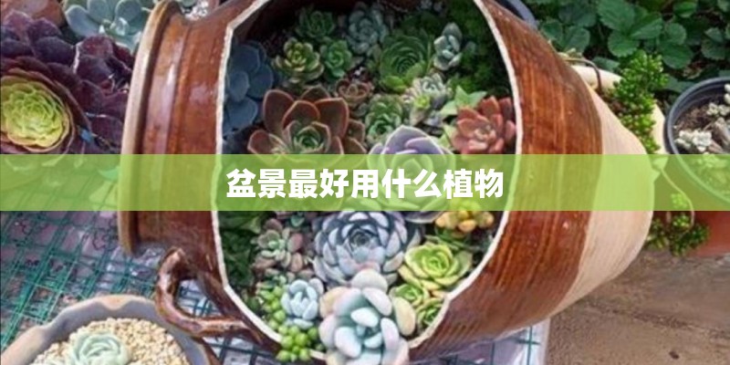 盆景最好用什么植物