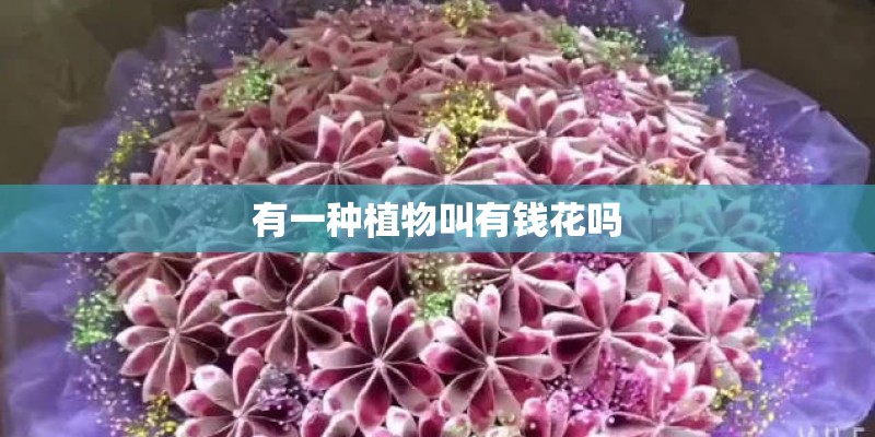 有一种植物叫有钱花吗 有一种植物叫有钱花吗
