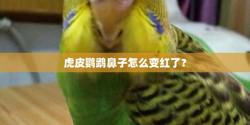 虎皮鹦鹉鼻子怎么变红了? 虎皮鹦鹉鼻子怎么变红了?