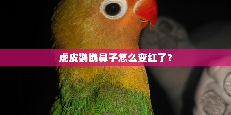 虎皮鹦鹉鼻子怎么变红了? 虎皮鹦鹉鼻子怎么变红了?
