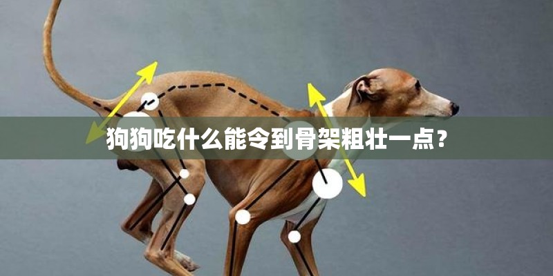 狗狗吃什么能令到骨架粗壮一点? 狗狗吃什么能令到骨架粗壮一点?