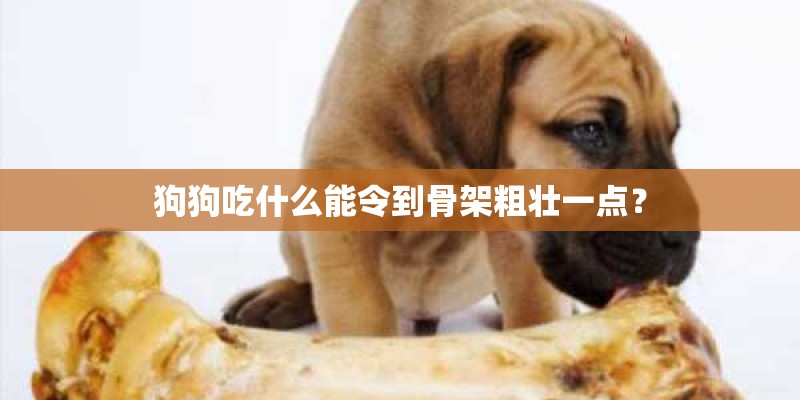 狗狗吃什么能令到骨架粗壮一点? 狗狗吃什么能令到骨架粗壮一点?