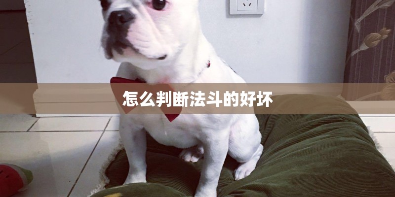 怎么判断法斗的好坏