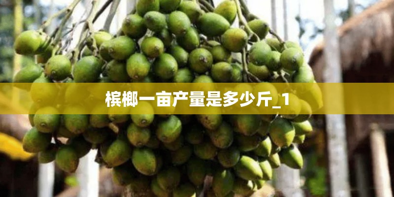 槟榔一亩产量是多少斤_1 槟榔一亩产量是多少斤_1