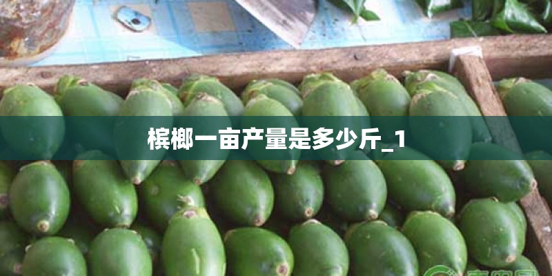 槟榔一亩产量是多少斤_1 槟榔一亩产量是多少斤_1