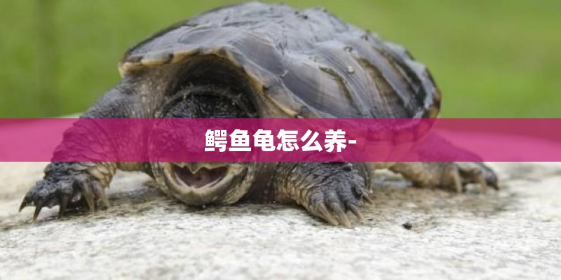 鳄鱼龟怎么养- 鳄鱼龟怎么养-
