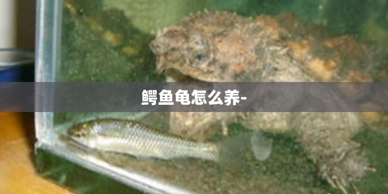 鳄鱼龟怎么养- 鳄鱼龟怎么养-