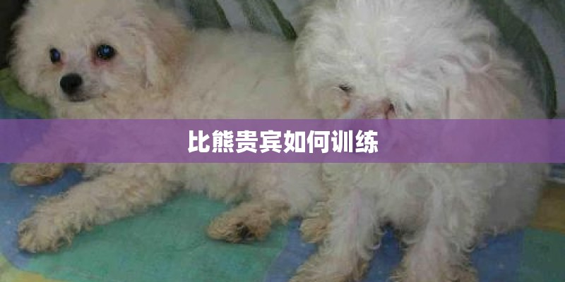 比熊贵宾如何训练