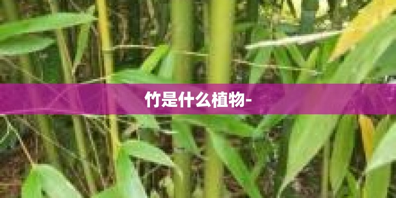 竹是什么植物- 竹是什么植物-