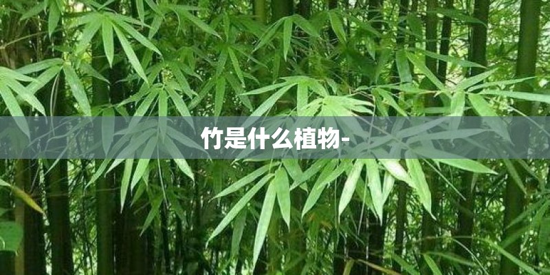 竹是什么植物- 竹是什么植物-