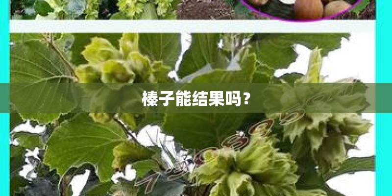 榛子能结果吗? 榛子能结果吗?