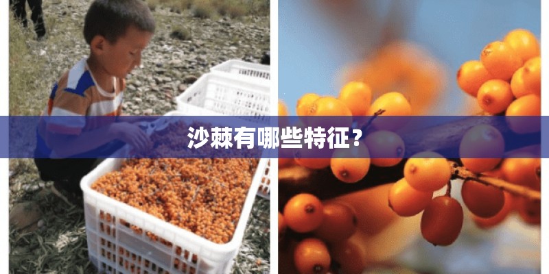 沙棘有哪些特征？