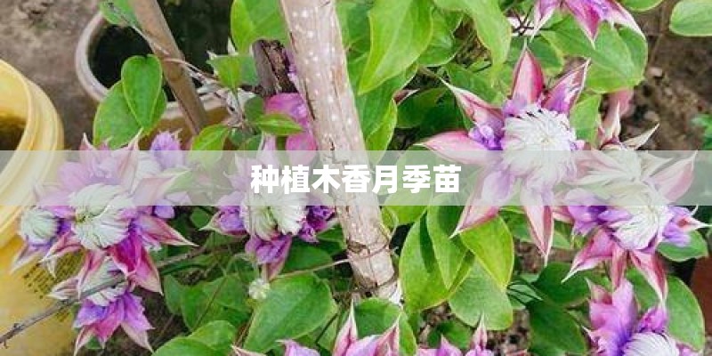 种植木香月季苗