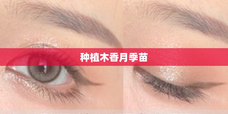 种植木香月季苗