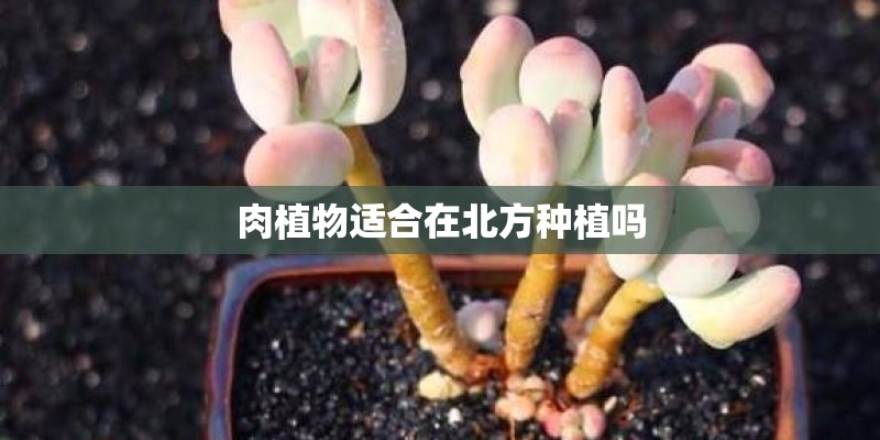 肉植物适合在北方种植吗 肉植物适合在北方种植吗