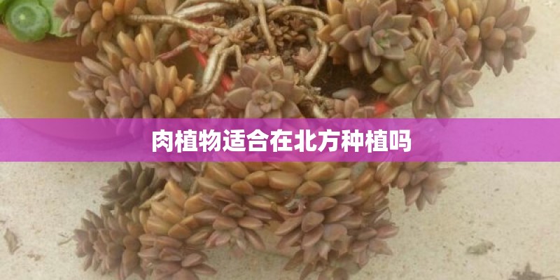 肉植物适合在北方种植吗 肉植物适合在北方种植吗