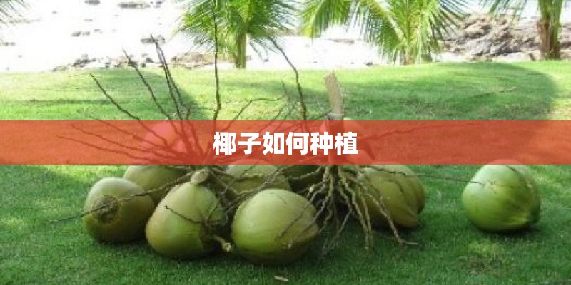 椰子如何种植