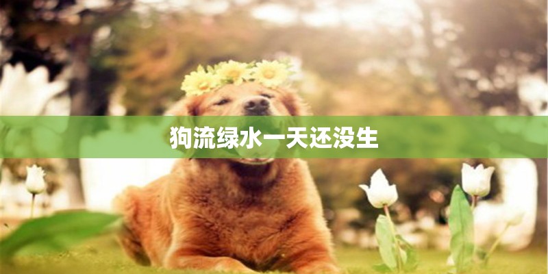 狗流绿水一天还没生