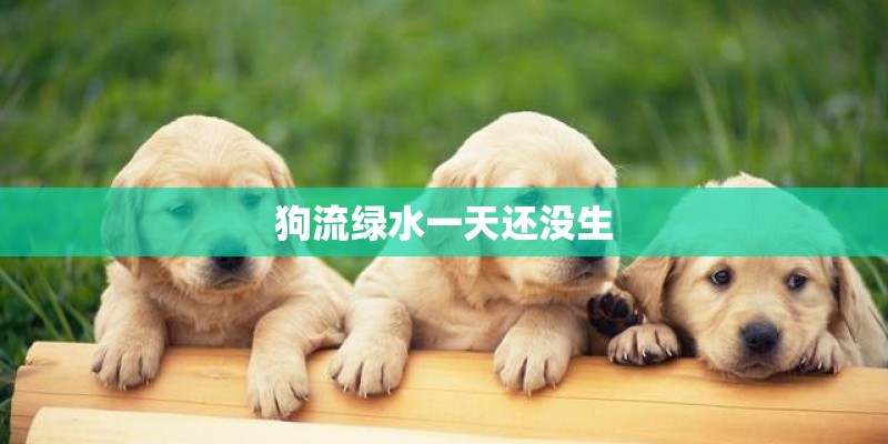 狗流绿水一天还没生
