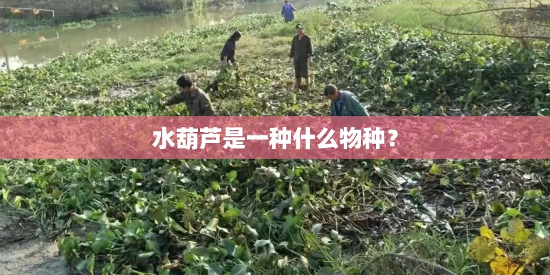 水葫芦是一种什么物种? 水葫芦是一种什么物种?