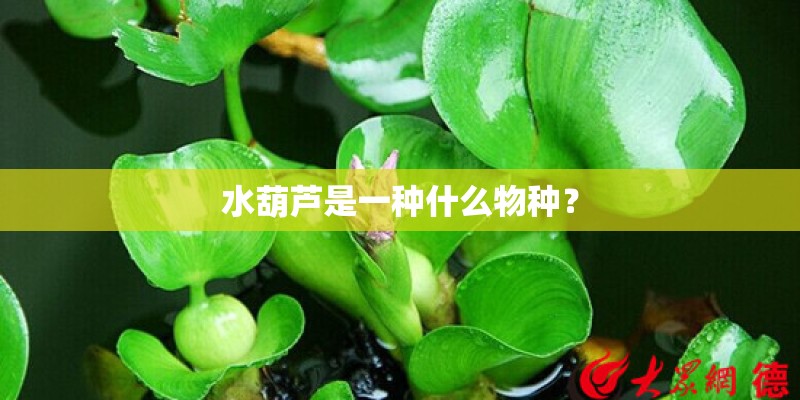 水葫芦是一种什么物种? 水葫芦是一种什么物种?