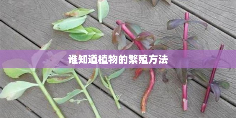 谁知道植物的繁殖方法 谁知道植物的繁殖方法
