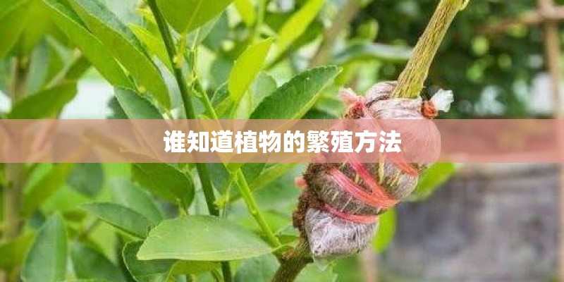 谁知道植物的繁殖方法 谁知道植物的繁殖方法