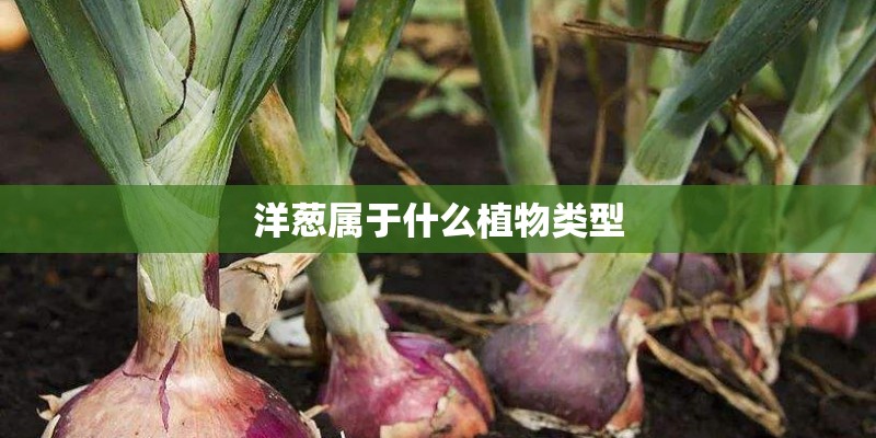洋葱属于什么植物类型