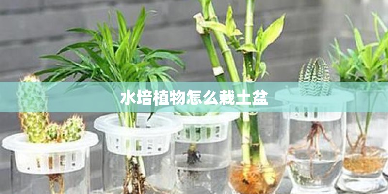 水培植物怎么栽土盆