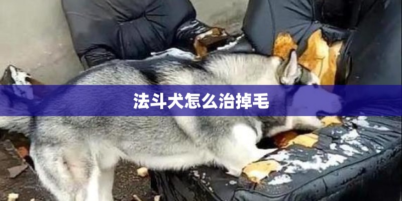 法斗犬怎么治掉毛 法斗犬怎么治掉毛