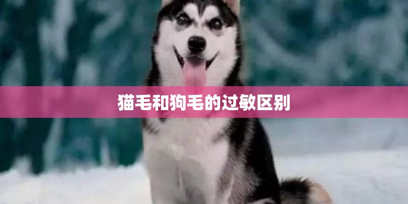猫毛和狗毛的过敏区别