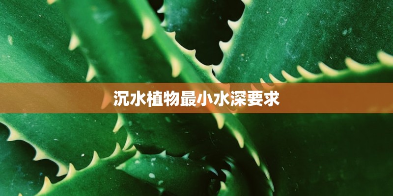 沉水植物最小水深要求