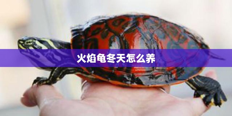 火焰龟冬天怎么养