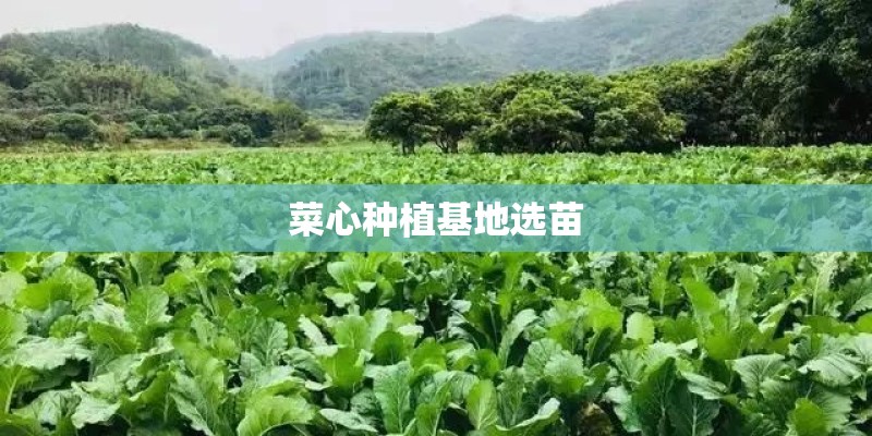 菜心种植基地选苗