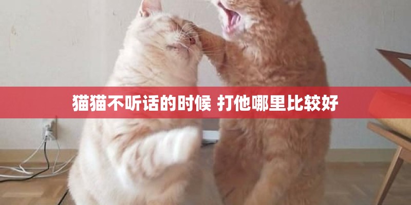 猫猫不听话的时候 打他哪里比较好
