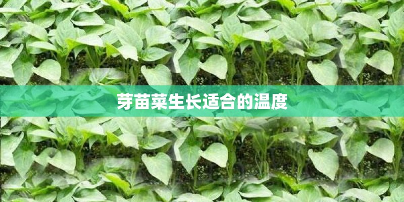 芽苗菜生长适合的温度